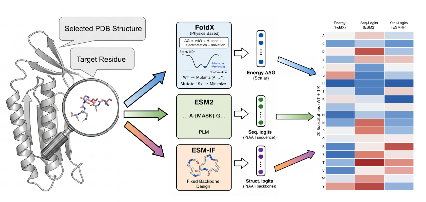 MutAtlas: A PDB-Wide Energy-Guided Atlas of Protein Mutation Effects